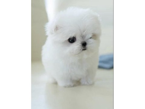 Kore maltese terrier 0 boy leo