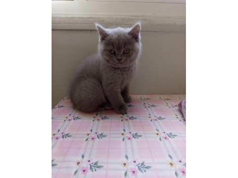 Orjinal ırk top kafa british shorthair