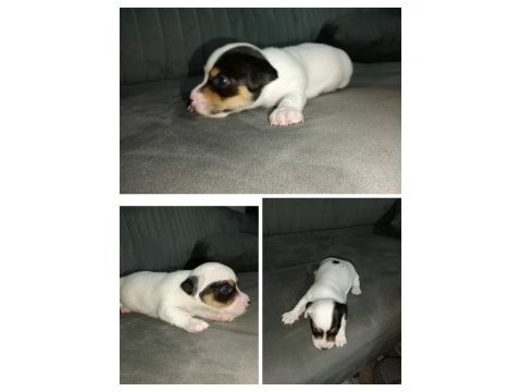 Kısa bacak jack russell yavrular izmir kemalpaşa