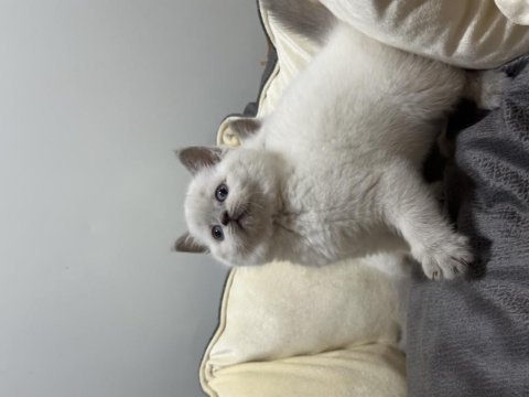 British shorthair blue point koca kafa bebekler