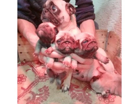 Pug yavrularımız ırk garantilidir