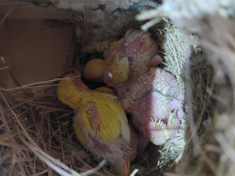 Ele alıştırmalık cennet ve sevdalar