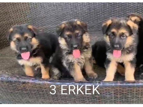 Orjinal alman çoban köpeği yavrusu
