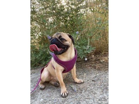 Pug köpeği dişi