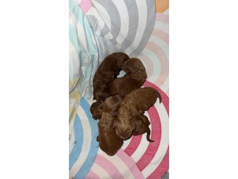 Dark renk kore teacup poodle bebekler rezerve