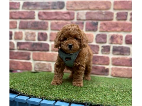 Poodle köpeği yavrular