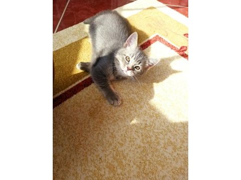 British shorthair erkek yavru
