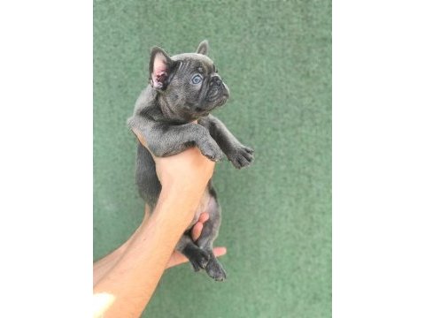 A+ kalite blue french bulldog yavrular
