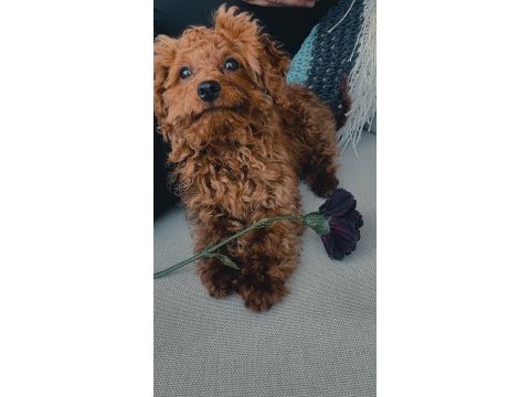 4 aylık red brown erkek toy poodle