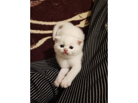 Scottish fold erkek