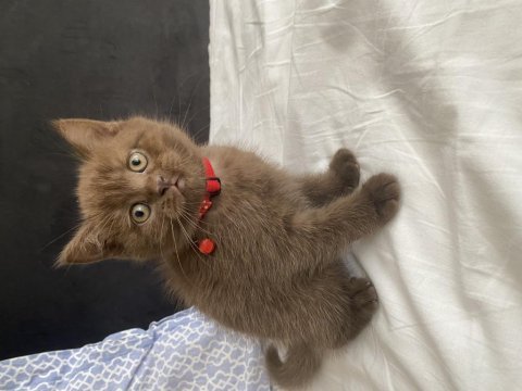 British shorthair çikolata point