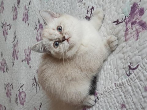 British shorthair silver