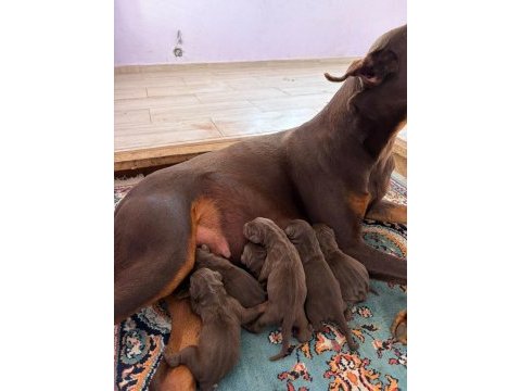 Asil ve güçlü doberman yavrular yeni yuvasını arıyor
