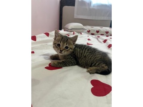 British shorthair