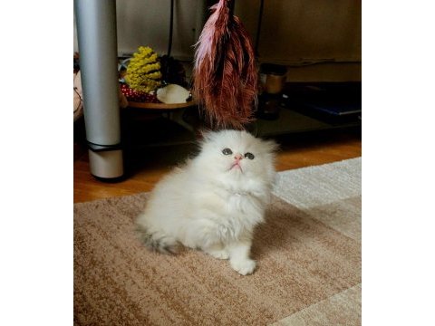 Muhteşem kan ve güzellikte british longhair yavrularımız