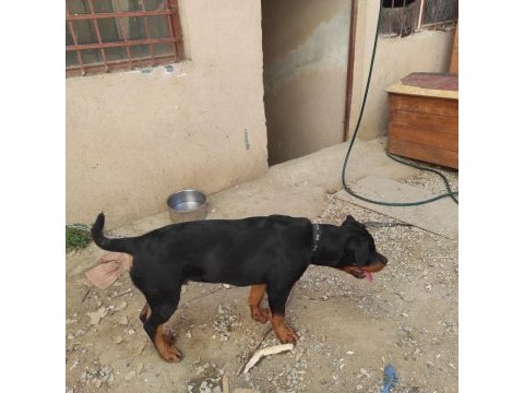 5 aylık erkek rottweiler