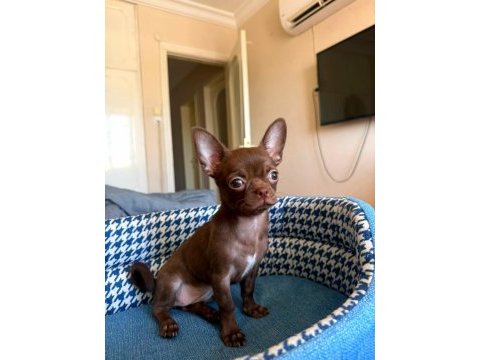 2,5 aylık dişi teacup chihuahua yavrusu