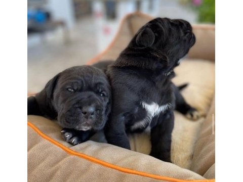 Hırslı cane corso yavrular