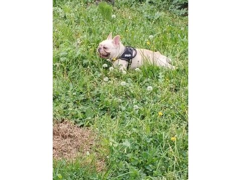 Beyaz kelebek french bulldog