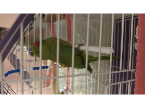 7 aylık eğitimsiz pakistan papağanı