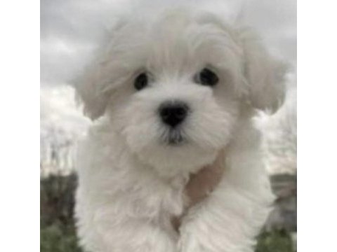 Shih tzu köpeği yavruları
