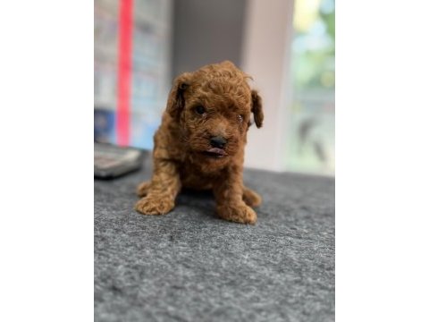 Avuç içi kadar mutluluk toy poodle yavrularım
