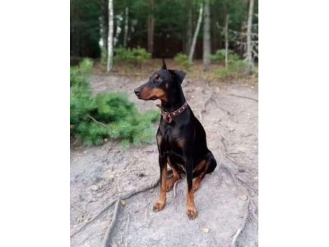 Sağlam doberman yavrular