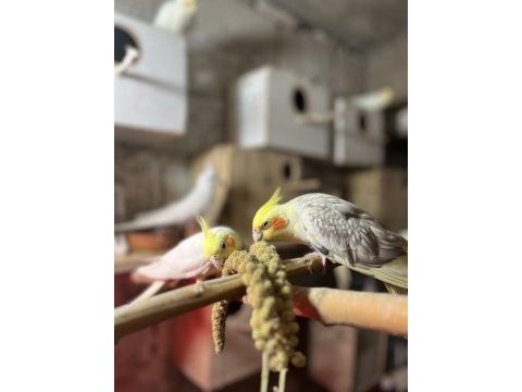 Uysal yeni yeme düşmüş sultan papaganı ev üretimi