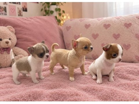 Teacup chihuahua