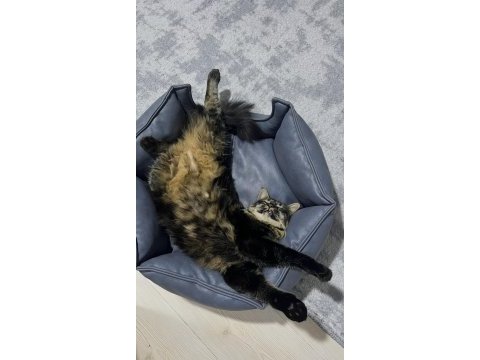 Sakarya ücretsiz kısır kedimizi sahiplendirme