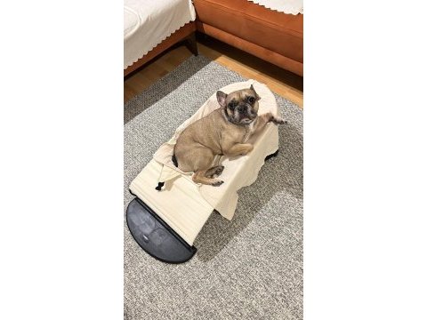 5 yaşında erkek french bulldog