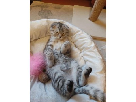 Minnoş anne ve iki tatlış scottish fold yavru yuva arıyoruz