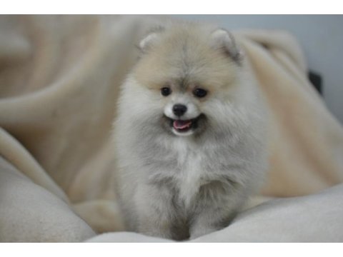 Pomeranian daha güzeli yok