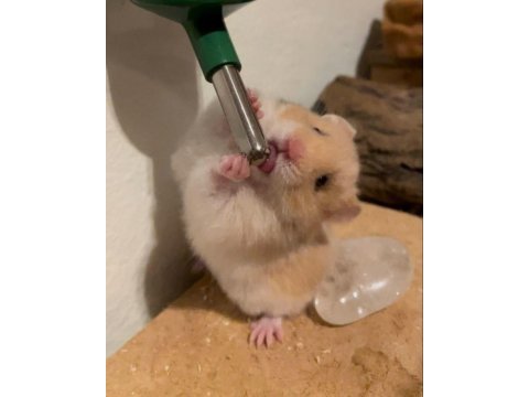 Hamster-gonzales yavrularımız heryere gönderim