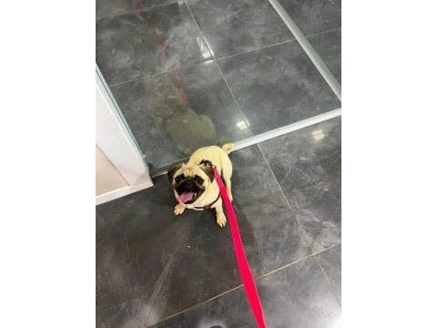 Yaşında pug mops