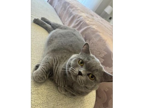 British shorthair erkek kısır