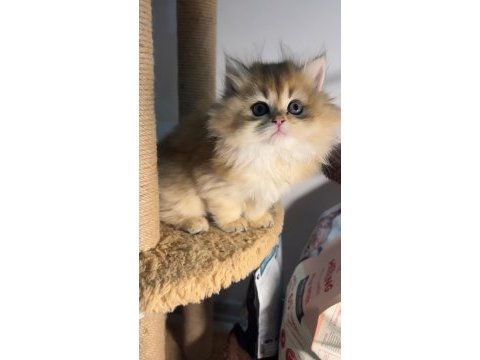 British longhair golden dişi ve erkek