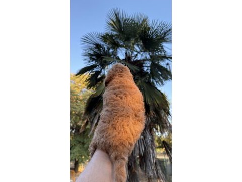 Kore maltipoo yavrumuz yeni yuvasına hazır