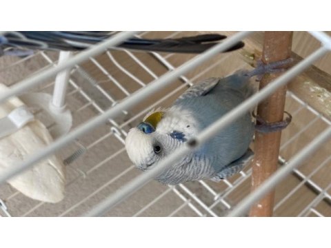 Bedava fiyatına çift muhabbet kuşu