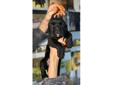 A kalitede estetikli cane corso yavruları mevcut