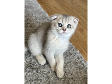 Oyuncu scottish fold kedimize yuva