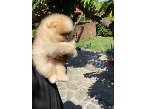 Tea cup pomeranian yavrularımız ziyarete açık