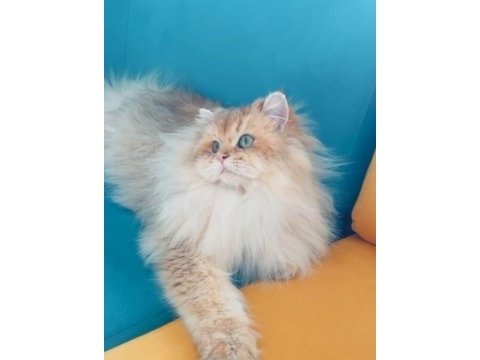 Şecereli golden longhair british 1 yaşında erkek