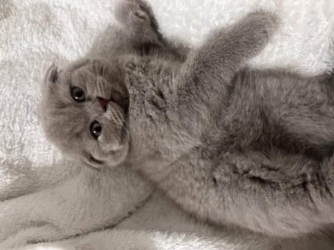 2 aylık british shorthair sahiplendirme