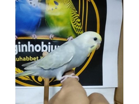 Yeme düşmüş sağlıklı muhabbet kuşları