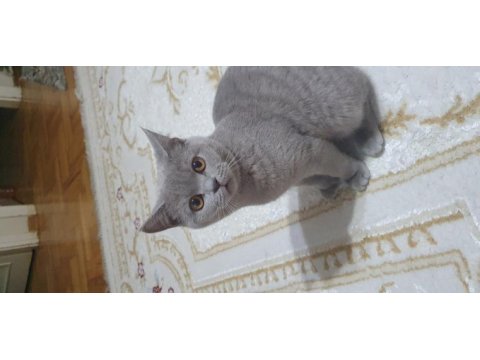 Yavru british shorthair kedimiz