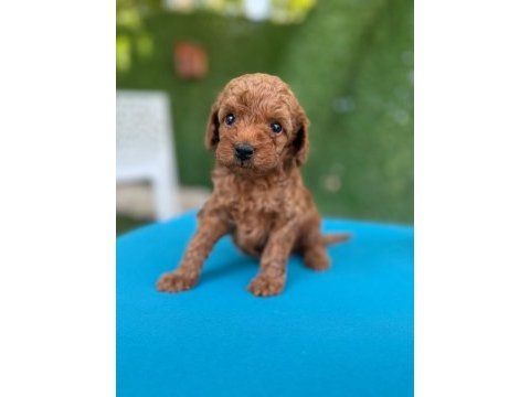 Bu minik poodle size çok yakışacak