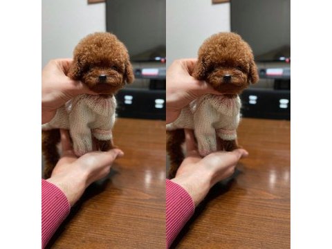 Kore poodle bebekleri