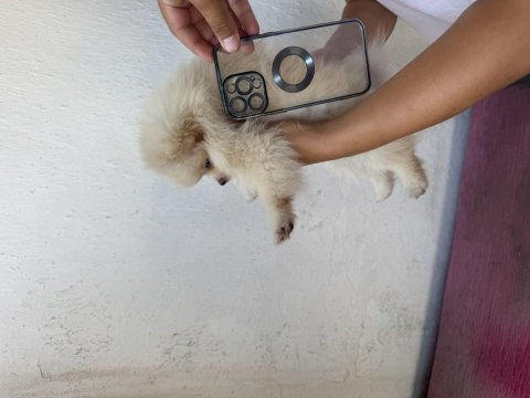 Pomeranian boo 2 aylık dişi