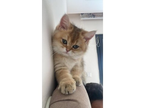 British shorthair dişi yavrumuz